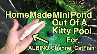 DIY: KITTY POOL TURNED INTO BACKYARD MINI POND For ALBINO CHANNEL CATFISH!