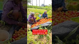 పండించిన పంటకేమో🥲 # please subscribe my channel # like # రైతన్న కష్టం🥹 #