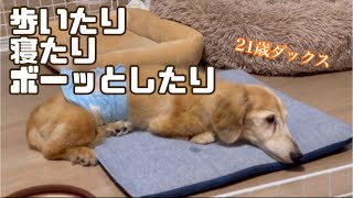 おじいちゃんダックスのとある一コマ【21歳】