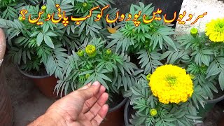 Plants ko pani kab dena chahiye: Optimal watering schedule for plant growth