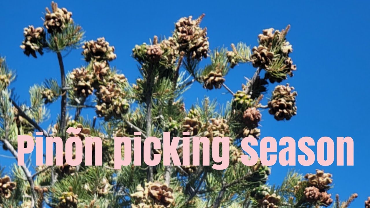 It S Pinon Picking Season Youtube
