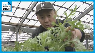 ハウスで有機栽培された春菊の収穫　苦みが少なく葉や茎が柔らかいのが特徴　｢サラダで生で食べて｣