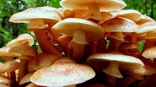 Grzyby: Opieńka miodowa i opieńka ciemna / Armillaria mellea et Armillaria solidipes