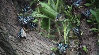 草海桐樹上群飛的小斑蝶/Butterflies Flying around the Tree