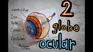 Globo Ocular Estructura 2(maqueta de papel)