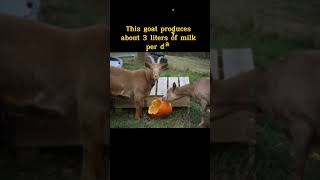 The Golden Guernsey goat is one of the rare types of goats