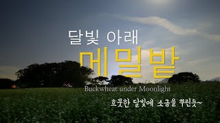 [탐나는 로맨스] 9. 달빛 아래 메밀밭 | KBS제주