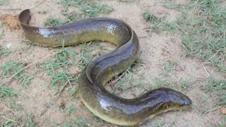 RIVER eel രാത്രിയിൽ ഇതിനെ കണ്ട് ഓടാത്തവർ ആരുണ്ട് യഥാർത്ഥത്തിൽ പാമ്പിനോടുസമാനമായ ഒരിനം മത്സമാണിത്