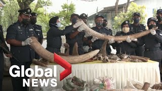 $18 million of elephant tusks, rhino horns, and other wildlife contraband seized in Malaysia