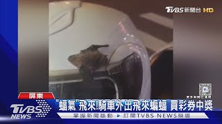 「蝠氣」飛來! 男騎車外出蝙蝠擊中安全帽 買彩券中獎｜TVBS新聞 @TVBSNEWS01