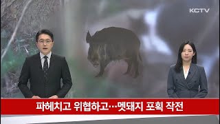 파헤치고 위협하고…멧돼지 포획 작전