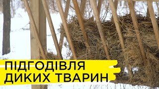 Підгодівля диких тварин на Хортиці | Ранок на Суспільному