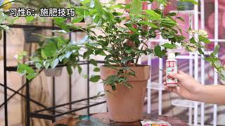 茉莉花怎么养？园艺师教你，茉莉花的详细养护技巧