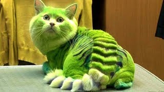 10 Most Dangerous Cat Breeds In The World