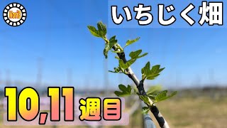 第10-11週目　合同号　いちじく畑の状態をお伝えしてます　2022