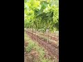 nk grapes farm