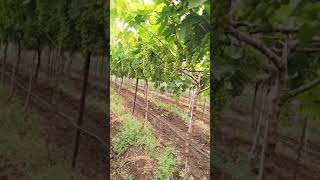 Nk Grapes Farm