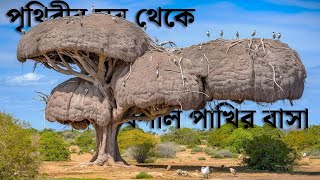 পাখির রাজার বাসা দেখুন | 12 Most Amazing and Largest Nests