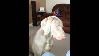 Sleepy Weimaraner