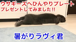 【猛暑対策】ウサギひんやりプレートを購入しました‼︎ラヴィ君サイズは特注だったので、半分サイズをオーダーした結果。。ウサギーズの夏の過ごし方