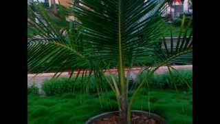 GREEN AND GREEEN GARDEN IN KAKINADA., EAST GODAVARI DISTRICT., ANDHRA PRADESH