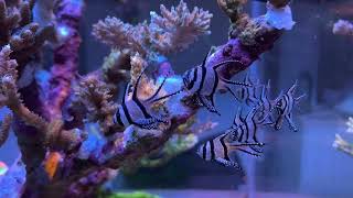 Banggai Cardinalfish 4K60 HDR