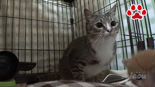 生まれて初めて猫をみた、かわいい赤ちゃん子猫の反応【瀬戸のまや日記】Cute kitten Maya's first saw the other cat.