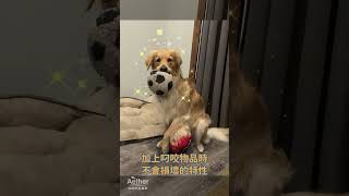 犬隻科普17 黃金獵犬 #萌寵 #毛孩 #pets #狗狗 #黃金獵犬 #goldenretriever #dog #doglover #dogshorts #aether依鈦抗菌專家