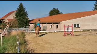 Schicken Oldenburger Palomino Stute für den Sport