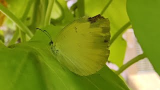 the common grass yellow butterfly | Scientific name: Eurema hecabe