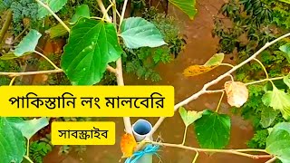 পার্ট-০১ পাকিস্তানি লং মালবেরি চাষ ও জাত পরিচিতি।