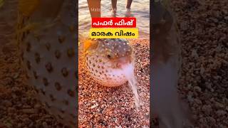 വിഷമുള്ള പഫർ ഫിഷ് #pufferfish #facts #malayalam #shorts