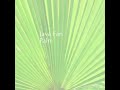 圓葉蒲葵 圓扇棕櫚 java fan palm 微糖花植間 sugar jardin