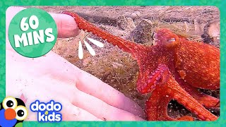 60 Minutes Of Animals Splishing And Splashing! | Dodo Kids | 1 Hour Of Animal Videos