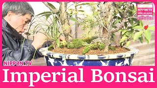 Special Bonsai pieces for New Year's Celebrations made at Imperial Palace