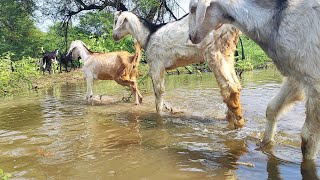 இம்புட்டு தண்ணியா😲So much water?😱