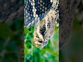 the black snake is sticking out its tongue काला सां snake