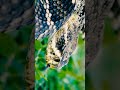 the black snake is sticking out its tongue काला सां snake