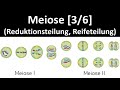 Meiose [Meiose I, Reduktionsteilung und Meiose II, Reifeteilung] - [3/6] [Biologie, Oberstufe]