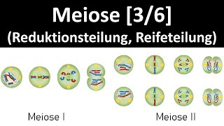 Meiose [Meiose I, Reduktionsteilung und Meiose II, Reifeteilung] - [3/6] [Biologie, Oberstufe]