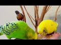 【budgies updateセキセイインコ 】癒しのインコspending time with my birds💕 budgies セキセイインコ budgiesounds