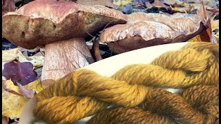 Natural Dyeing with Porchini or King Mushrooms I Boletus edulis ​⁠@WildcraftDyeing