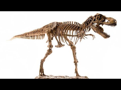 How to make dinosaur skeleton with paper How to make dinosaur skeleton with paper