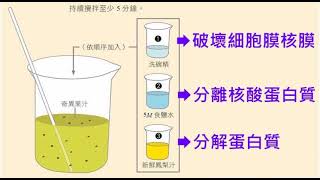 13 DNA粗萃取新課綱學測生物2 2遺傳物質