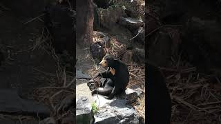 つまんねーな楽しいことないかなʕ•ᴥ•ʔその座りかた🐻  #マレーグマ#マーチン#東山動植物園