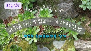 바위솔 심는 방법과 이끼 사용하는법 끝까지 보셔야 알아요.