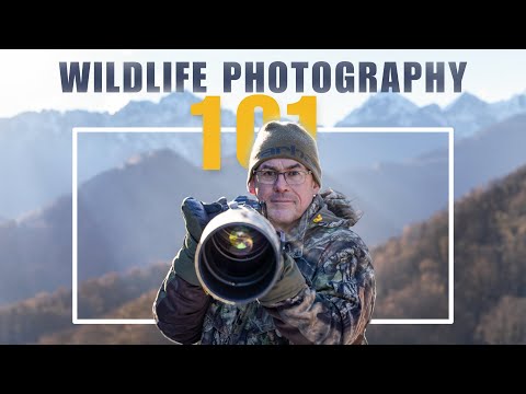 What qualities should a wildlife photographer have?