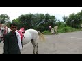 Ponies. Horses. THE GOAT of Sports Travel. A Lightning Hat. In Pakistan. Keep Calm and Carry On Yo!