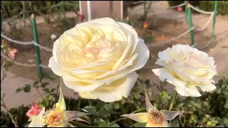 Ooty Rose garden 2023 | Rose flowers from Ooty