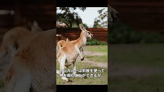 カンガルーに関する面白い雑学　#shorts  #雑学 #トリビア #ゆっくり解説 #野生動物 #面白い動物 #可愛い動物 #かわいい動物